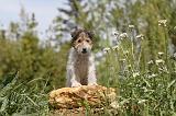 FOX TERRIER 214